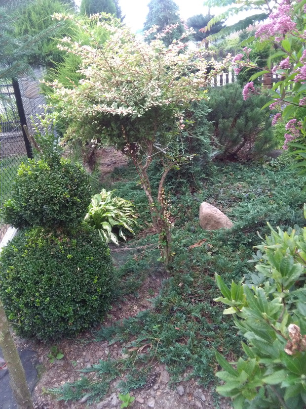 berberys w płożącym jałowcu