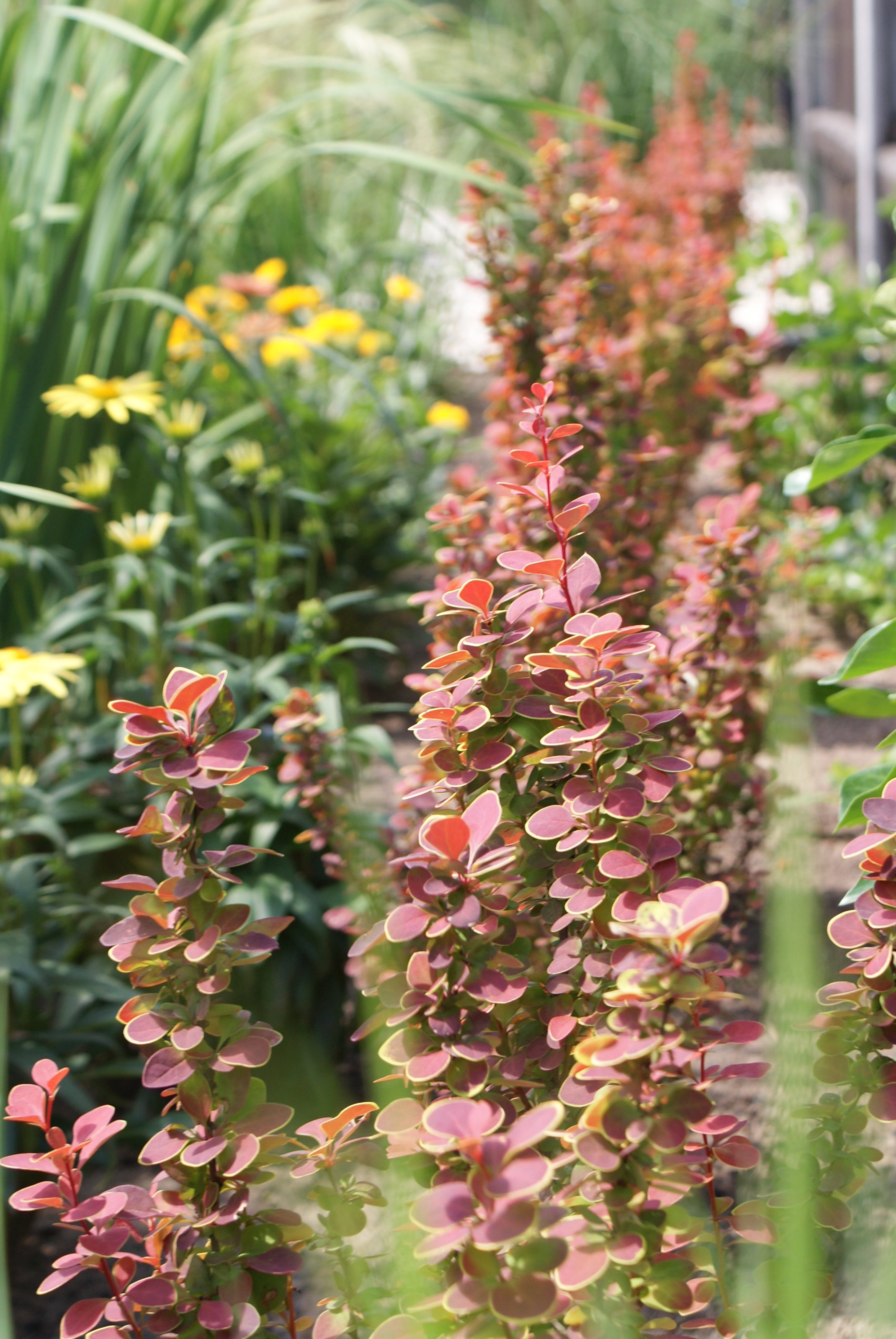 Berberysy z jeżówką