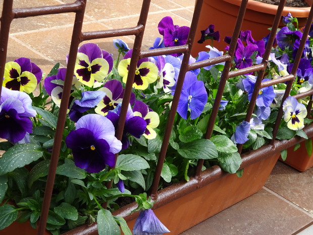 Bratki zawsze są w moim ogrodzie.