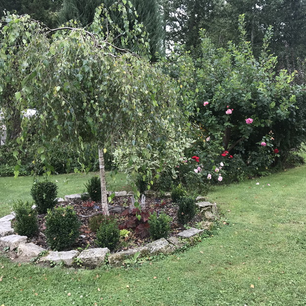 Brzoza w centrum uwagi