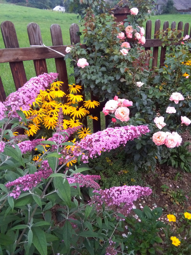 budleja, rudbekia, róża