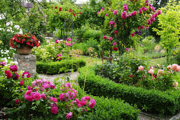 Bukszpanowy żywopłot dzieli różankę na cztery równe części.
