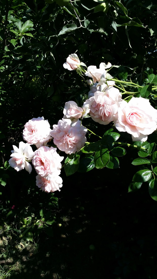 Chociaż niektórzy twierdzą, że jednak ta!