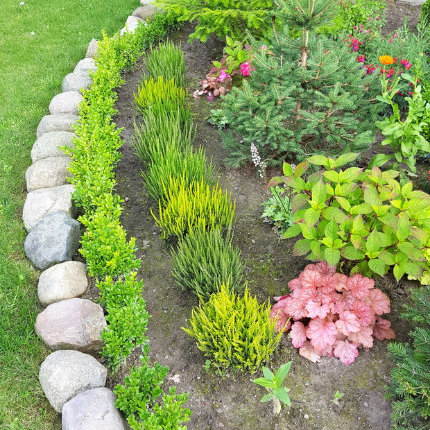 Cienisty zakątek, dla wrzosów, żurawek,  hortensji i świątecznej choinki