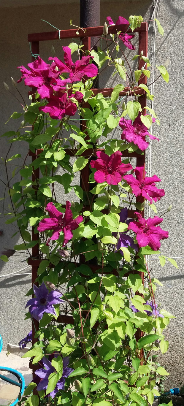 Clematis. Dzieci Warszawy i Kardynał Wyszyński. 
