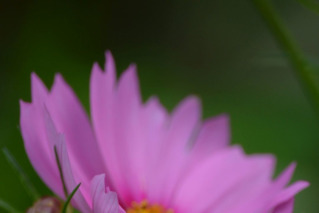 cosmos