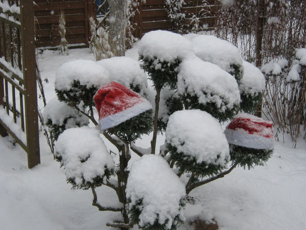 Cyprysik w czapkach mikołajowych.