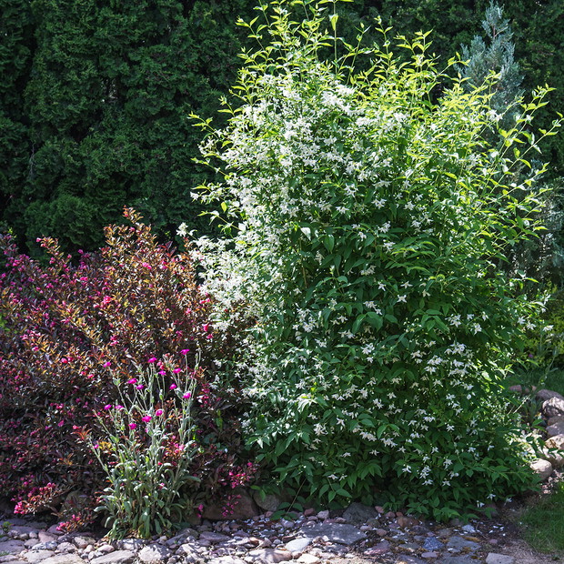 CZAS KWITNIENIA KRZYWUSZKI I JAŚMINU