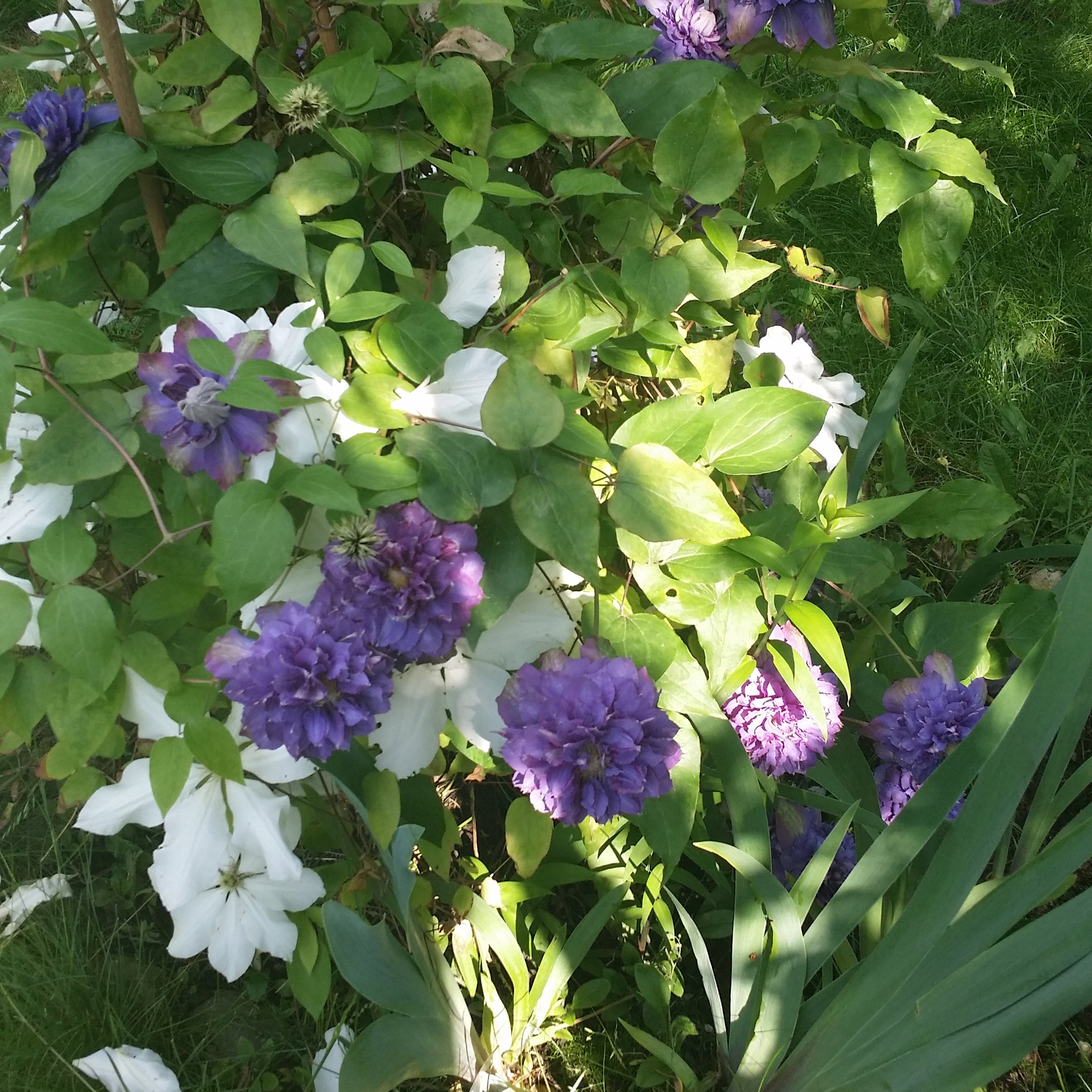 Dwa clematisy: Jan Paweł II i "ten drugi" - my mówimy o nim Benedykt XVI