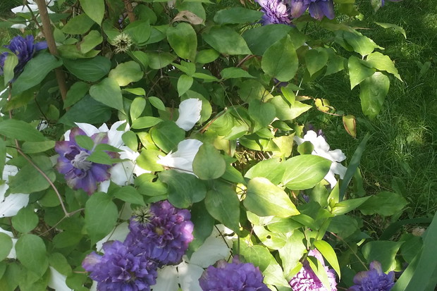 Dwa clematisy: Jan Paweł II i "ten drugi" - my mówimy o nim Benedykt XVI