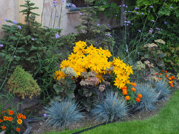 dwuletnia rabata z rudbekią, kostrzewą