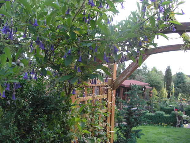 Egzotyczna Iochroma to bliska kuzynka datury