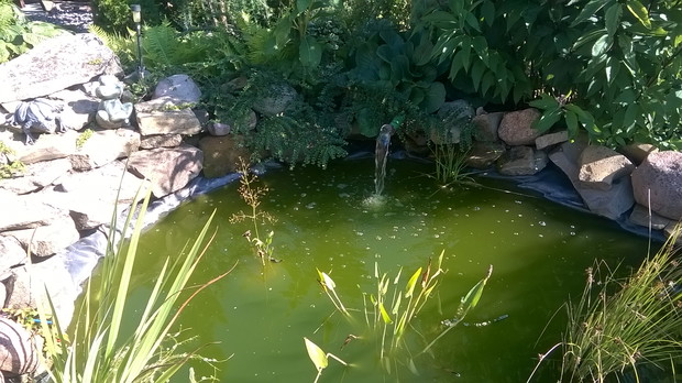 filtr w oczku wodnym