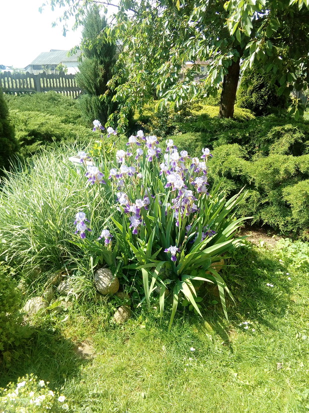 Fiolet irysów na zielonym tle ogrodu