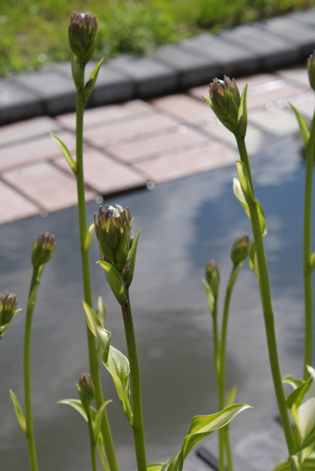 Funkia nad oczkiem wodnym