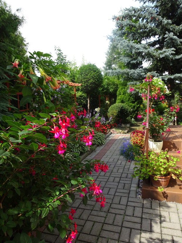 Funkie dodają koloru w cienistych zakątkach.