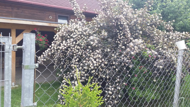 Gości wita imponująca pęcherznica.
