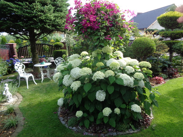 Hortensja Annabell w towarzystwie powojnika Kryspina 