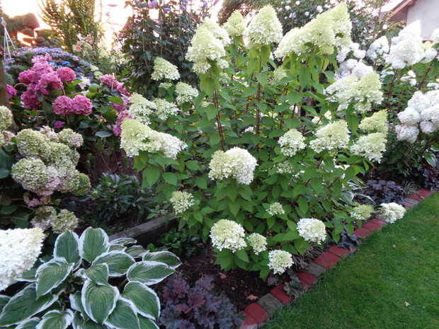 Hortensja bukietowa w pełni kwitnienia