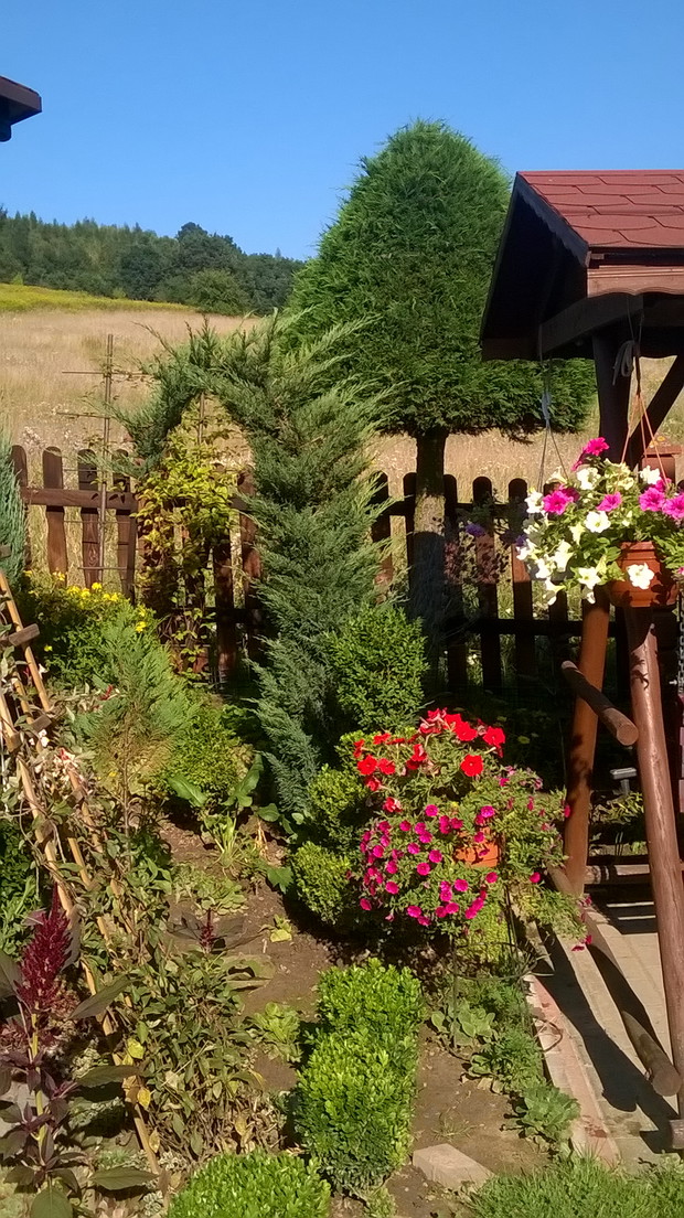 iglak płożący formowany na drzewo obok huśtawki