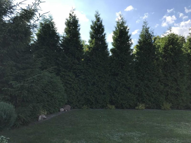 iglaki, które tworzą ogrodzenie