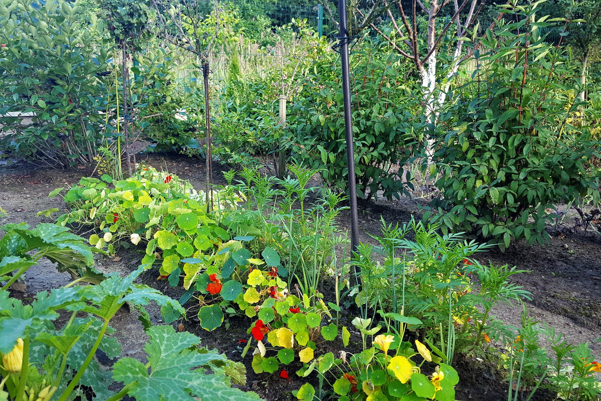 Jagoda kamczacka, krzewy aronii i borówki w towarzystwie nastrurcji, pora i cukinii