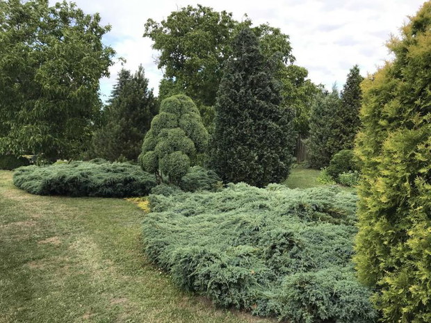 jałowce płożące srebrzyste