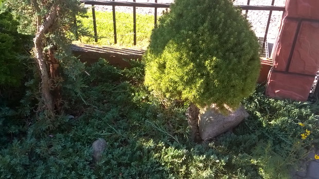 jałowiec płożący i świerk przy furtce