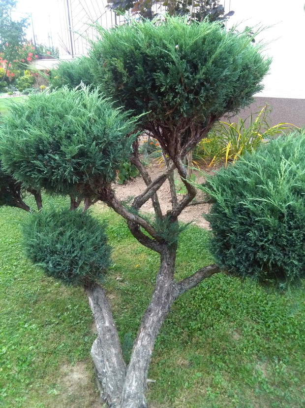 jałowiec płożący wyprowadzony na drzewko bonsai