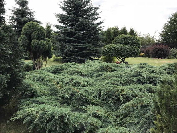 jałowiec srebrzysty