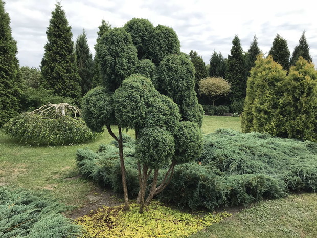 jałowiec uformowany moją ręką