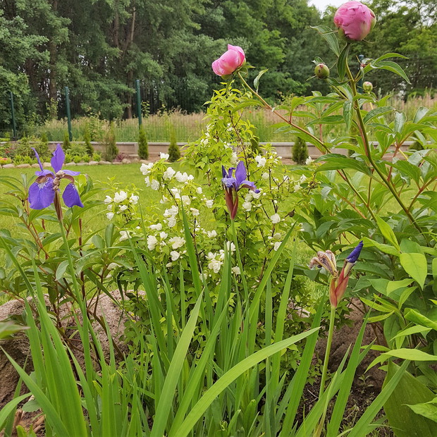 Jaśminowiec, irysy i pąki piwonii, tych od mamy:)