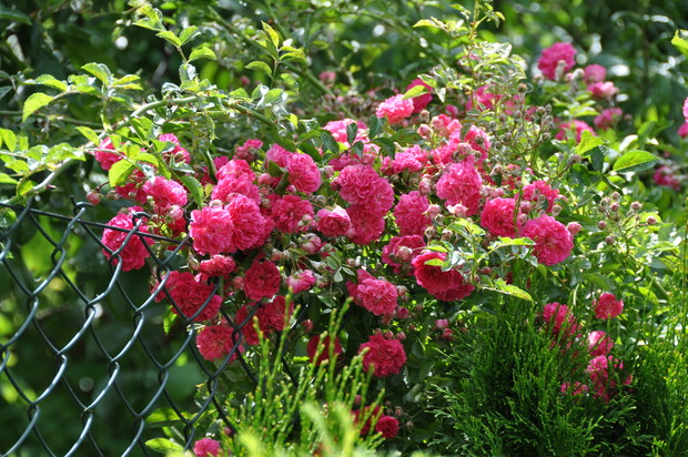 Jedna z kilku róż w naszym ogrodzie - to ta największa - jej część oczywiście.