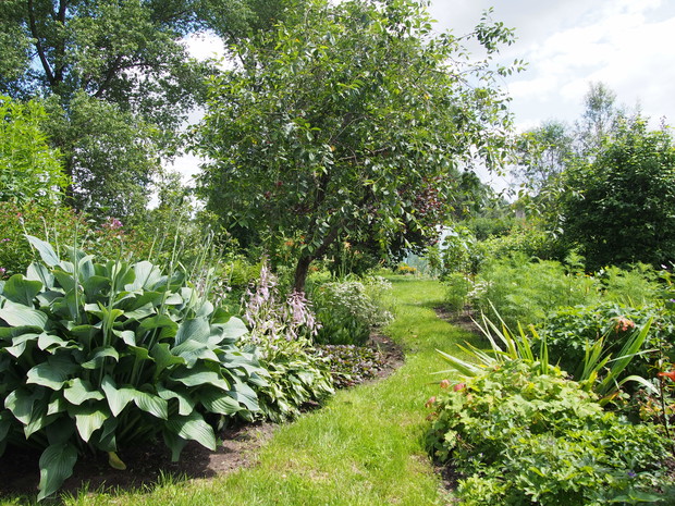 Jedna ze ścieżek prowadzących do warzywnika. Na rabacie pod wiśnią rosną w przyjaźni funkie, konwalie, dębówki i liliowce. 