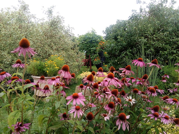 Jeżówki, druga moja miłość zaraz po piwonii 