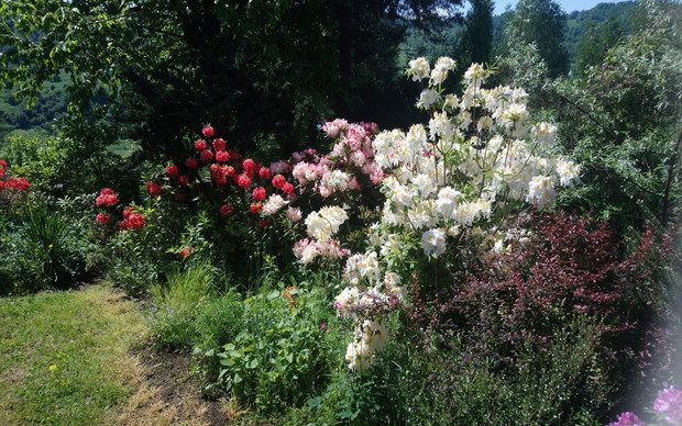 kącik z azaliami i rododendronami