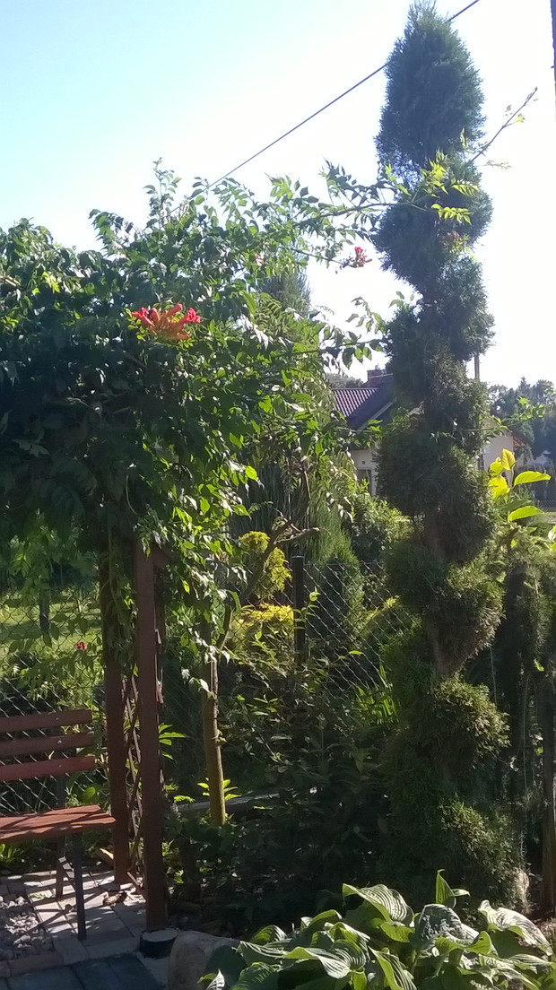 kalina japońska i spirala