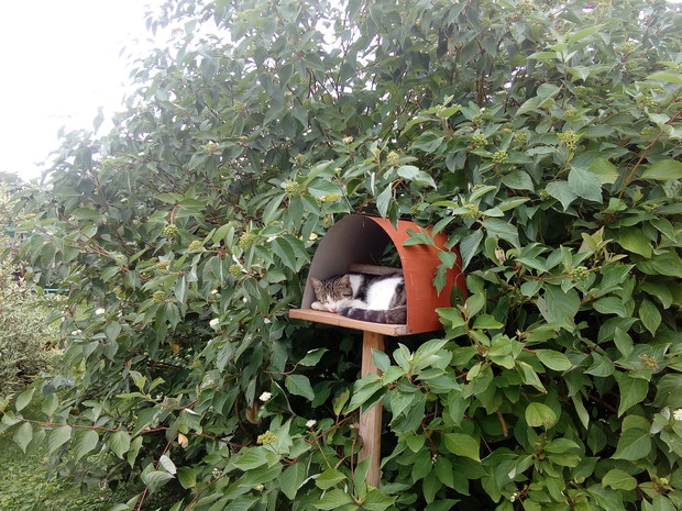 Kiciuś w karmniku dla ptaków