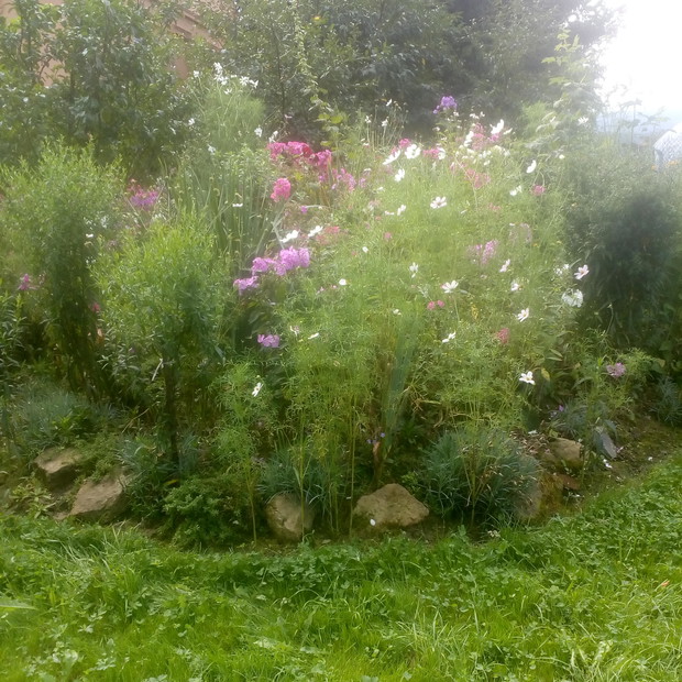 Klomb na pagórku rozrasta się z każdym rokiem.