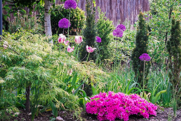 klon palmowy w towarzystwie tulipanów, czosnku i azalii