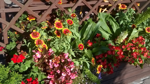 kompozycja kwiatów w skrzynkach