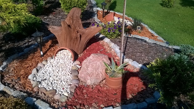 korzeń w środkowej rabacie