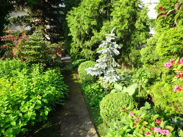 Krzewuszki, bukszpany, a pod nimi pierwiosnki - pierwsze kwitną na wiosnę.