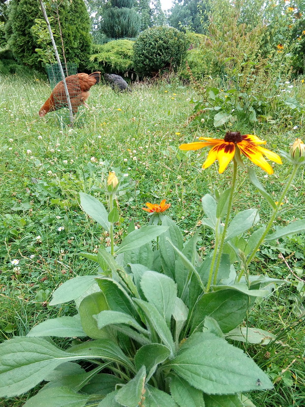 Kurka czuje się tu jak w raju