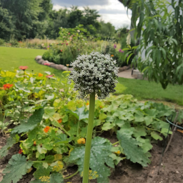 Kwiat szczypioru na tle patisonów i cynii