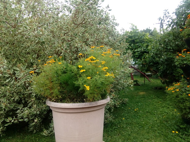 Kwiaty jednoroczne sadzę również do wielkich donic