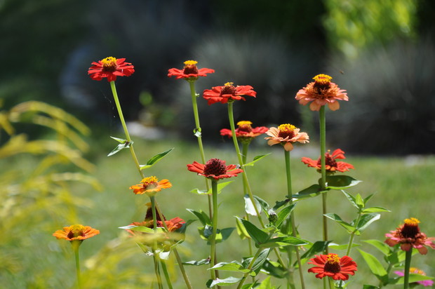 kwiaty jednoroczne stanowią nieodzowny element rabat letnich :)