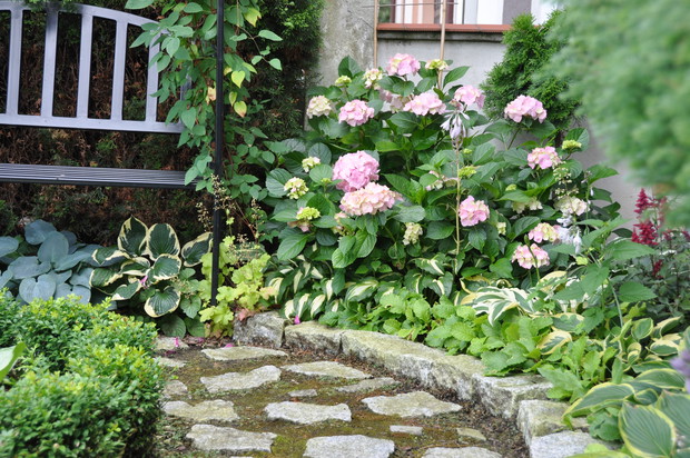 Kwitnąca hortensja przy pergoli z ławką.