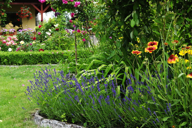 Lawenda to również wspaniała roślina na obwódki.