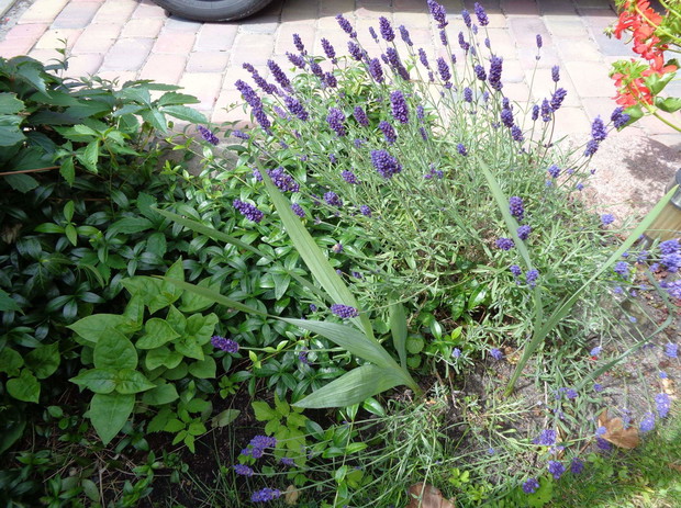 Lawendy nie mogło zabraknąć w moim ogrodzie.